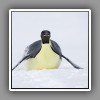 6_Emperor Penguin