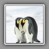 8_Emperor Penguins