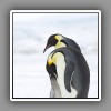 9_Emperor Penguins