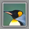 King penguin 2, portrait