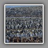 King penguins, colony
