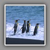 King penguins, on beach