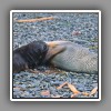 Southern fur seal, mother with pup