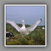 Wandering albatross, displaying