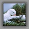 Wandering albatross, on nest