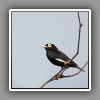 Spectacled Tyrant