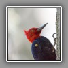 Magellanic Woodpecker, portrait