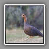 Upland Goose, female