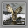 Blakinston´s Fish Owl (2)