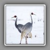 White-naped Crane (2)