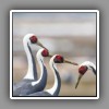 White-naped Cranes (4)
