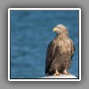 White-tailed Sea Eagle (1)