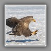 White-tailed Sea Eagle (3)