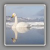 Whooper Swan (3)