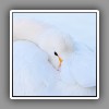 Whooper Swan (5)