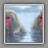 Japanese Macaque ( Snow Monkey ) (1)