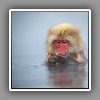 Japanese Macaque ( Snow Monkey ) (10)