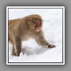 Japanese Macaque ( Snow Monkey ) (11)