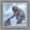 Japanese Macaque ( Snow Monkey ) (2)