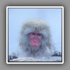 Japanese Macaque ( Snow Monkey ) (3)