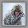 Japanese Macaque ( Snow Monkey ) (5)