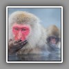 Japanese Macaque ( Snow Monkey ) (8)