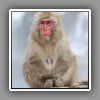 Japanese Macaque ( Snow Monkey ) (9)