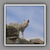 Patagonian Gray Fox
