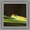 Polkadot Tree Frog