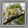 Red-backed Squirrel Monkey with baby