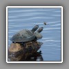 Yellow-spotted River  Turtle