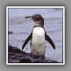 Galápagos Penguin_1