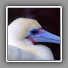 Red-footed Booby, white phase, portrait