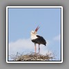 White Stork_1