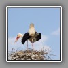 White Stork_2