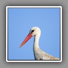 White stork_3