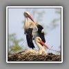 White Stork_5