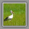White Stork_6