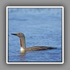 Red-throated Diver_1