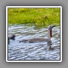 Red-throated Diver_2