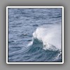 Fulmar and big wave