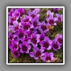 Purple Saxifrage_2