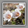 Saxifrage, white form