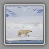 Polar Bear_1