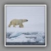 Polar Bear_2