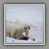 Polar Bear_3