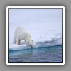 Polar Bear_4