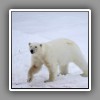 Polar Bear_5
