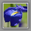 Iris flower (1)
