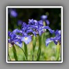 Iris flower (2)